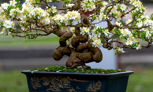 Storia e filosofia del Bonsai nella cultura giapponese: una guida approfondita per appassionati