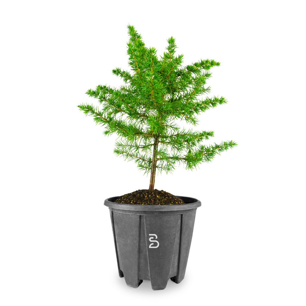 Prebonsai di Cedro