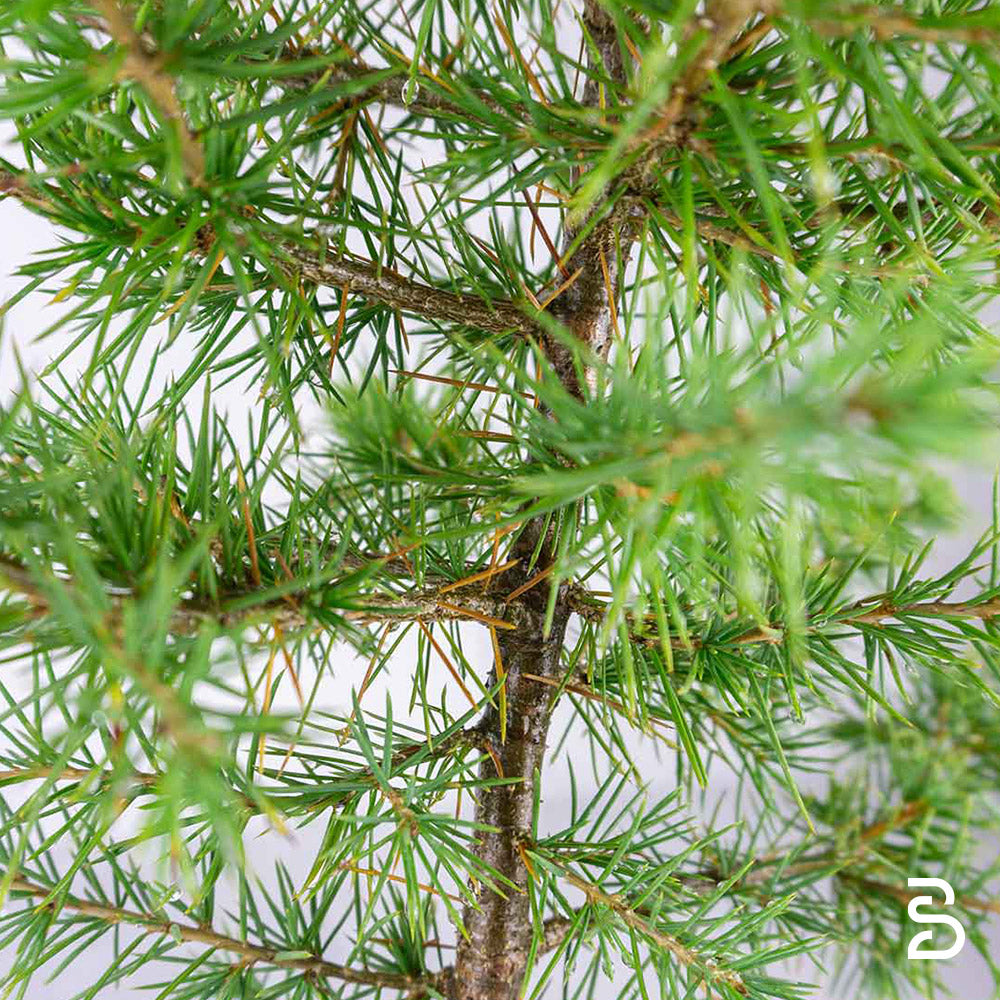 Prebonsai di Cedro