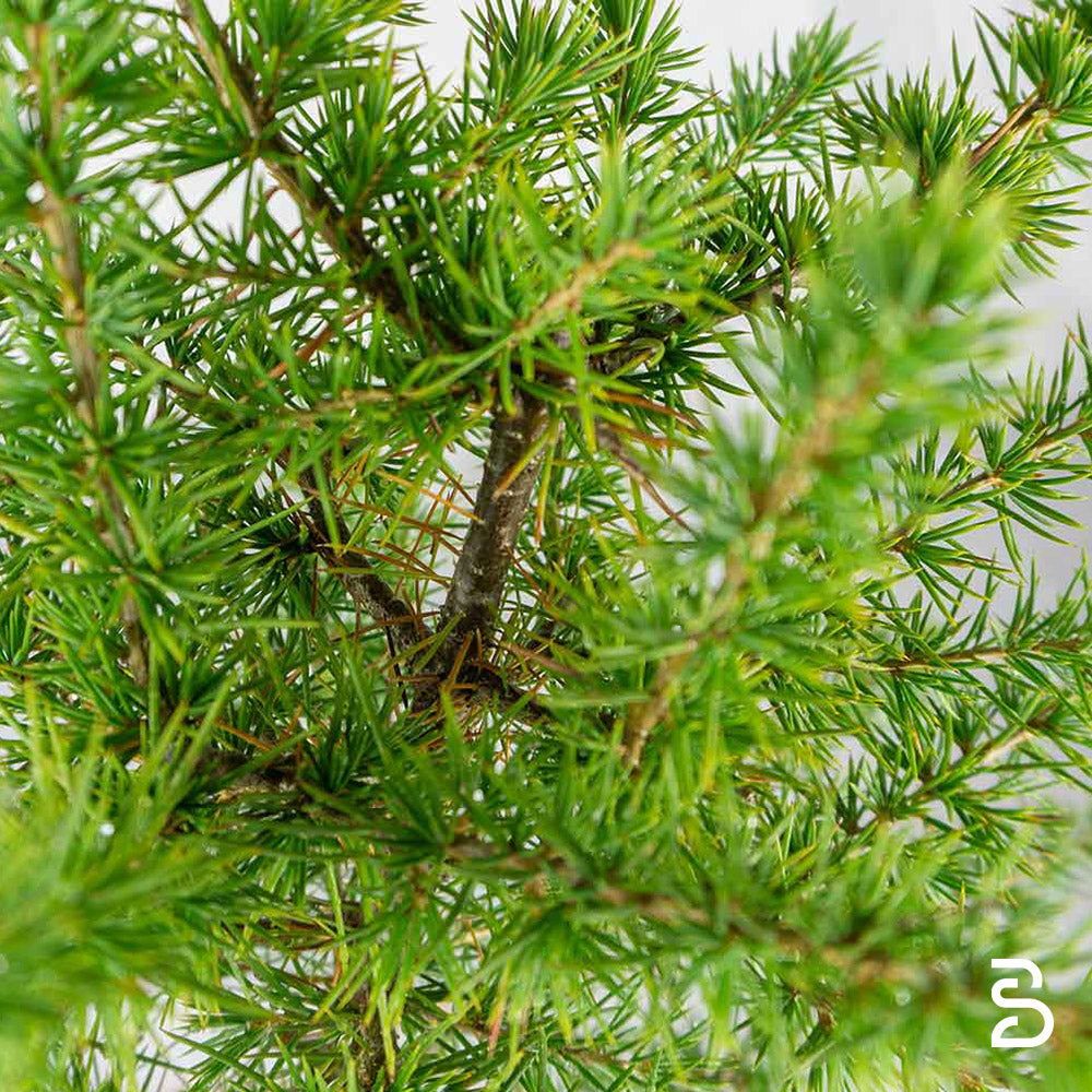 Prebonsai di Cedro