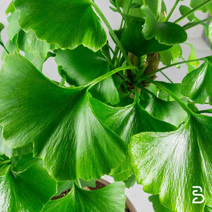 Prebonsai Ginkgo