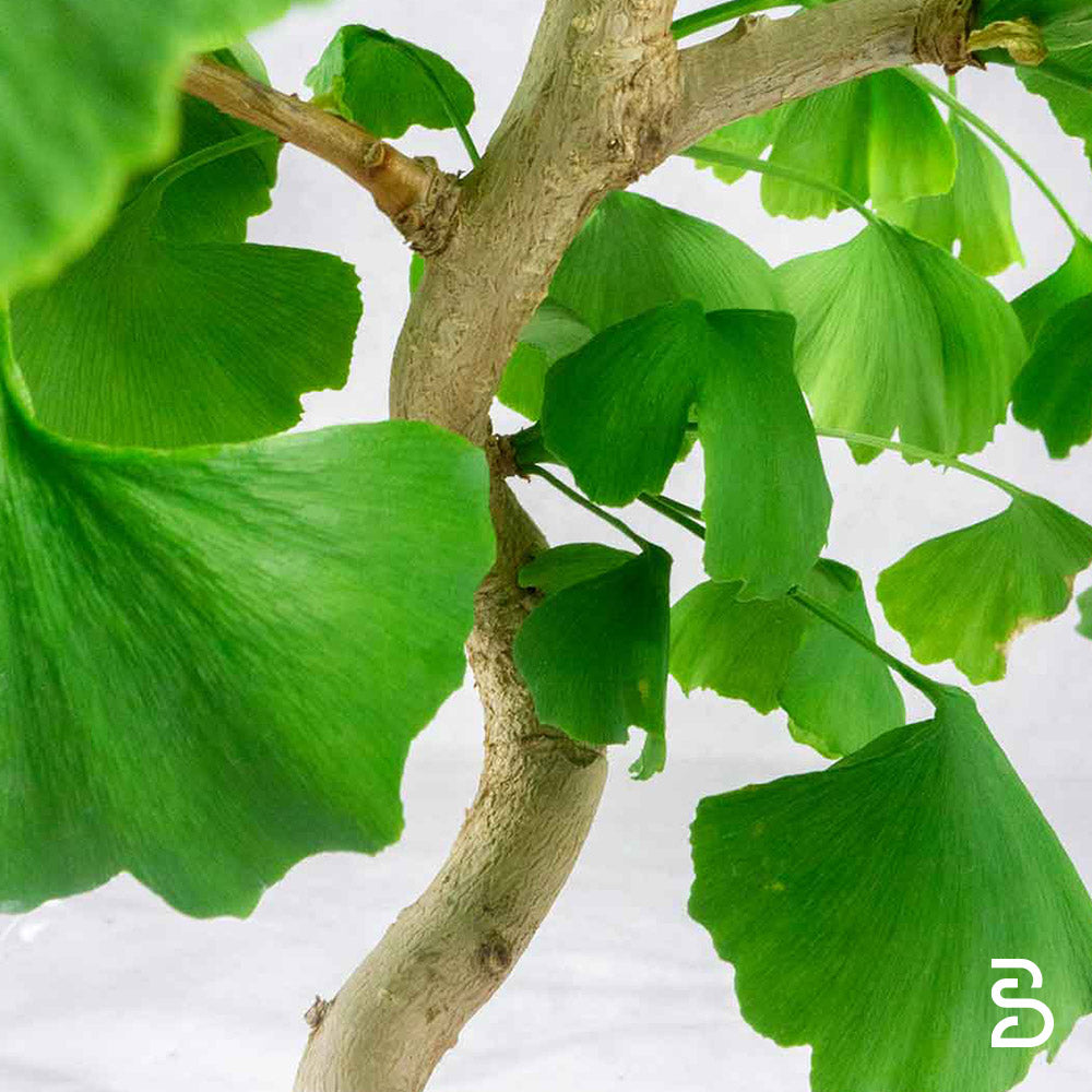 Prebonsai Ginkgo