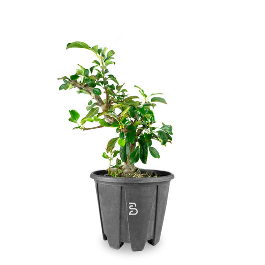 Prebonsai Malus sargentii 10 anni