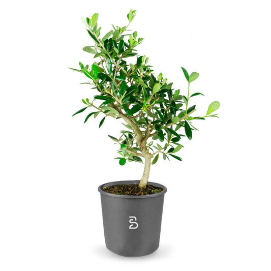 Prebonsai Olivo - 7 anni