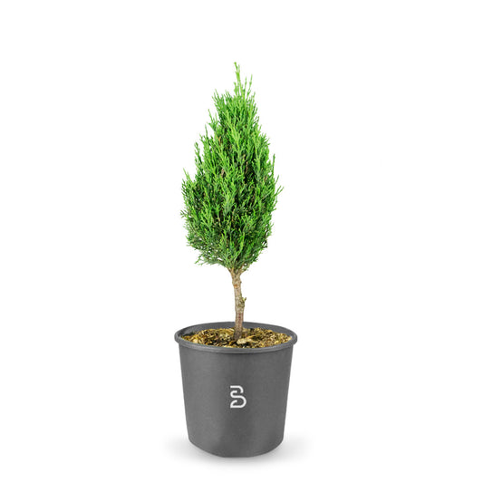 Prebonsai Cipresso