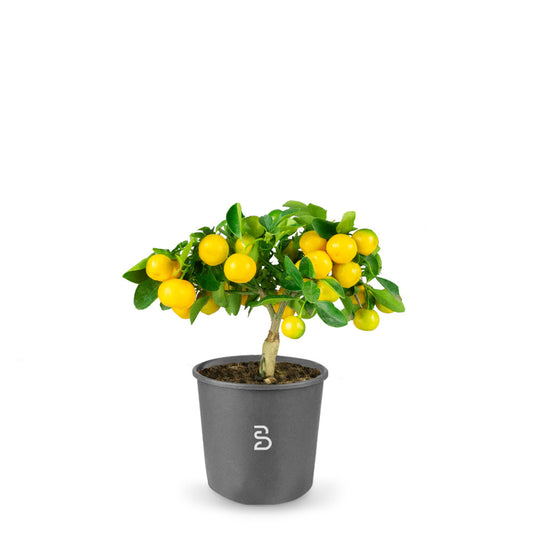 Prebonsai citrus mitis 8 anni