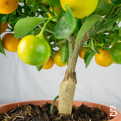 Prebonsai citrus mitis 8 anni