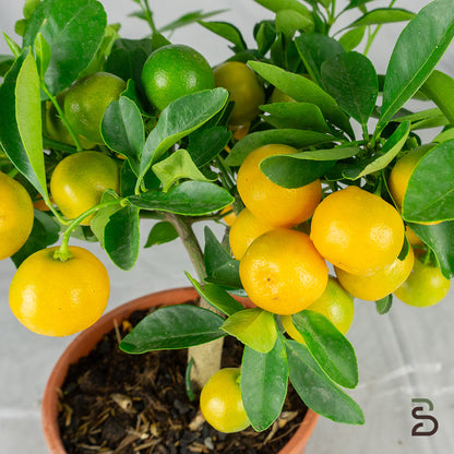 Prebonsai citrus mitis 8 anni