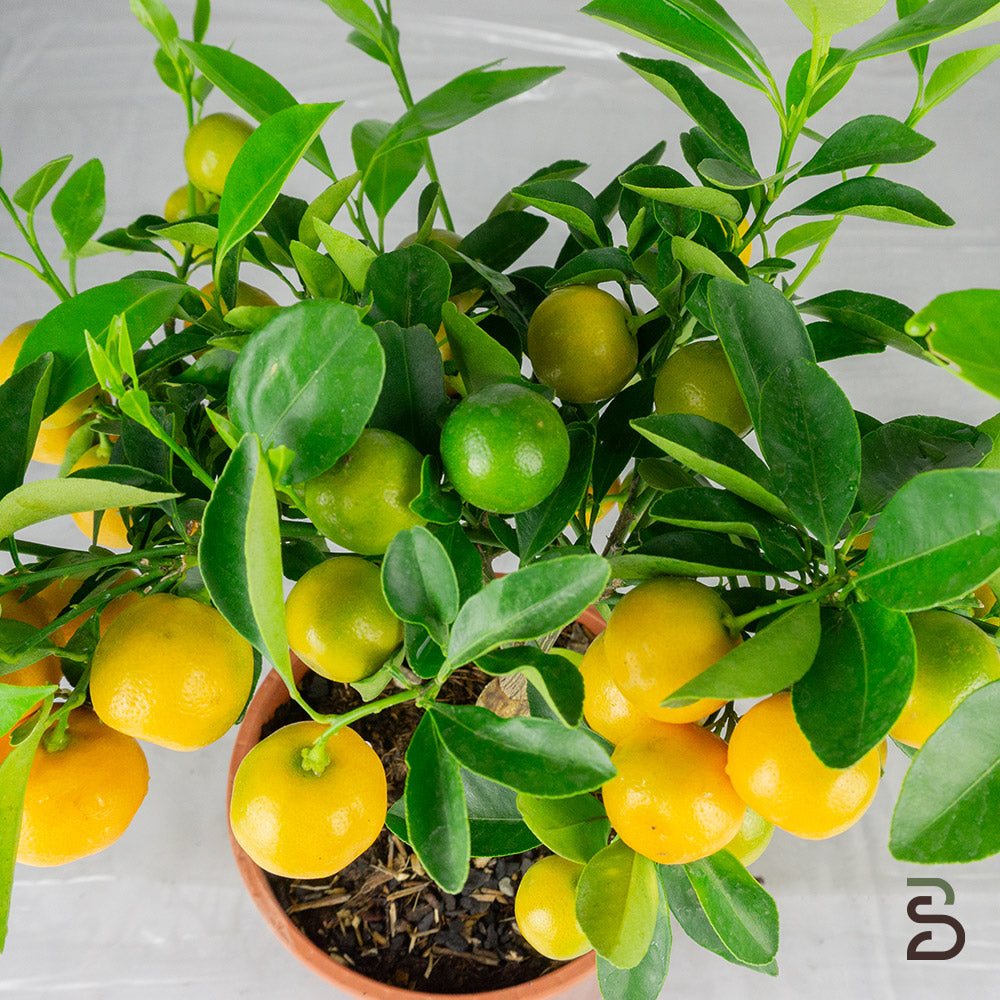 Prebonsai citrus mitis 8 anni