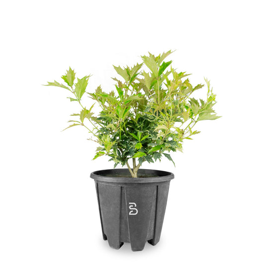 Prebonsai osmanthus