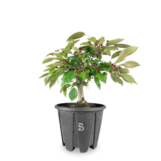 Prebonsai Melo rosso