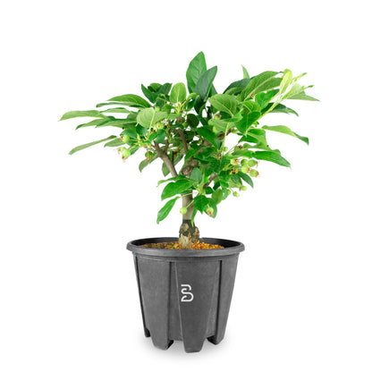 Prebonsai Melo