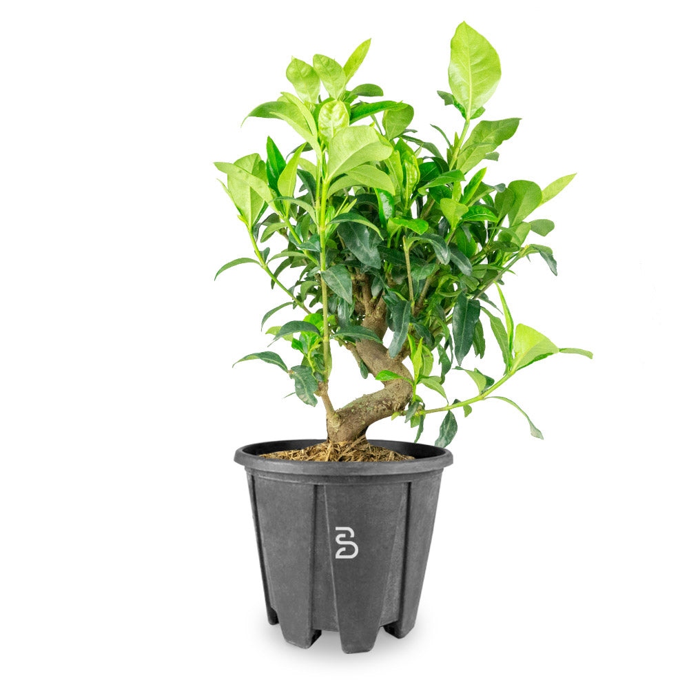 Prebonsai Gardenia 14 anni