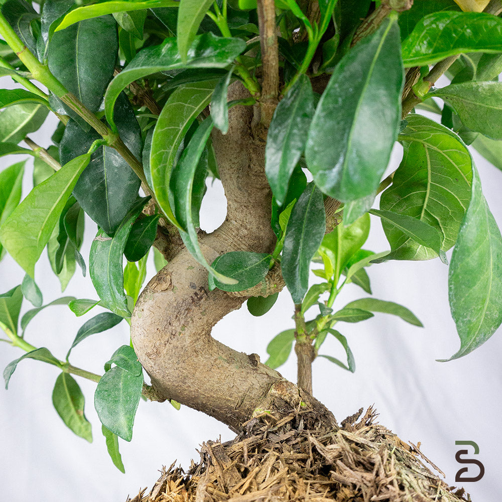 Prebonsai Gardenia 14 anni