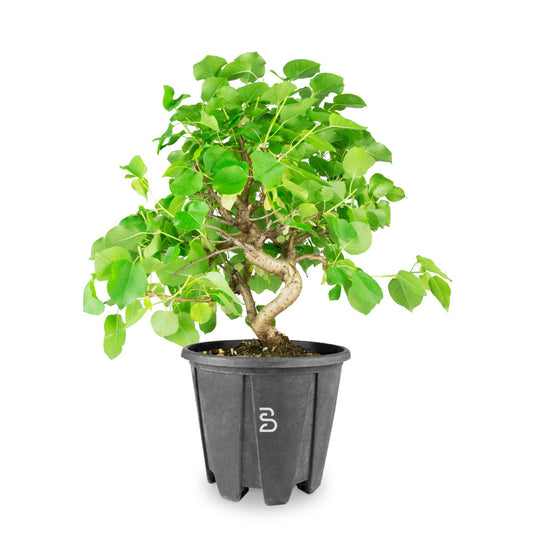 Prebonsai Prunus Mahaleb