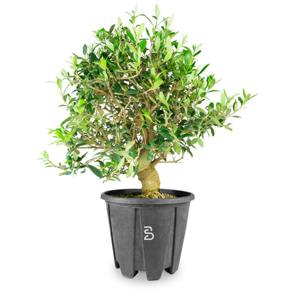 Prebonsai Olivo (Olea europea) 12 anni