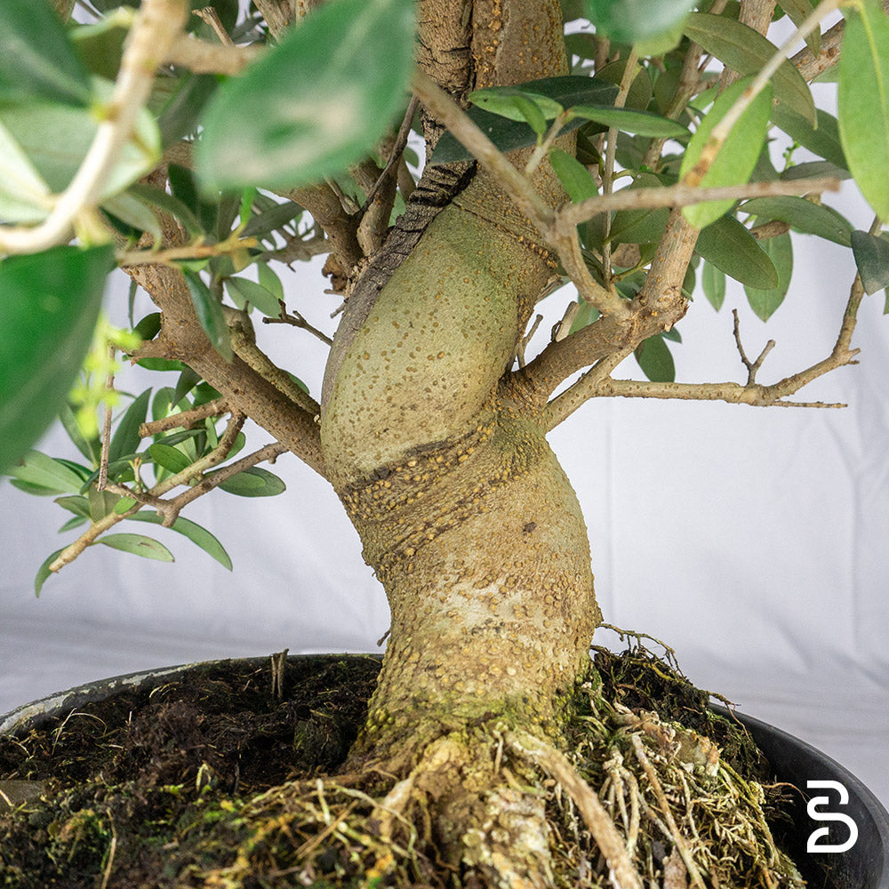 Prebonsai Olivo (Olea europea) 12 anni