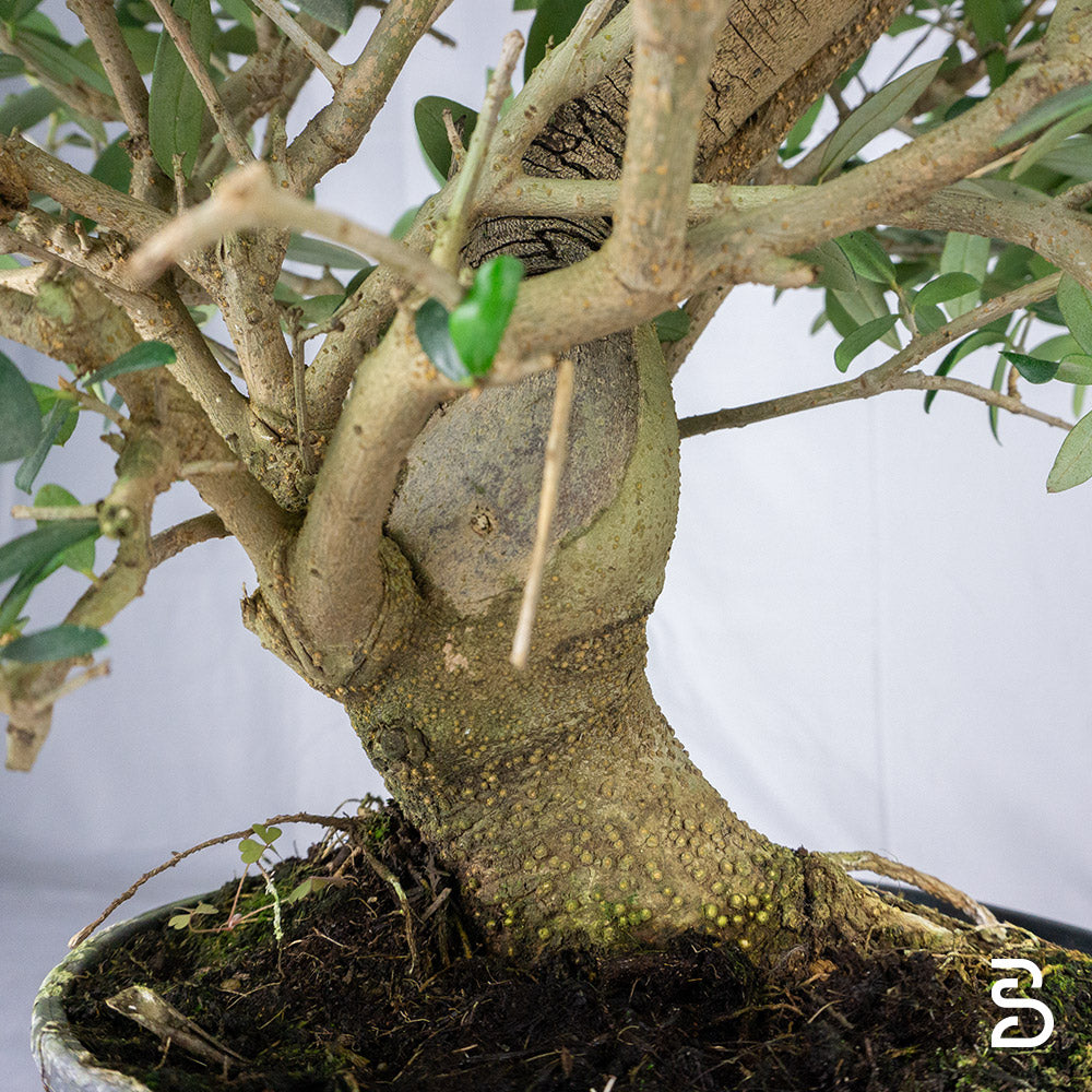 Prebonsai Olivo (Olea europea) 12 anni