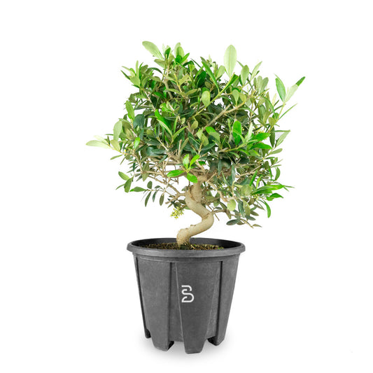 Prebonsai Olivo (Olea europea) 8 anni