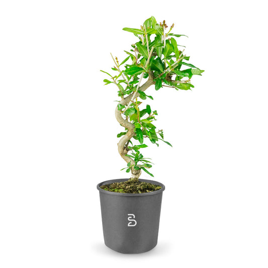 Prebonsai Melograno