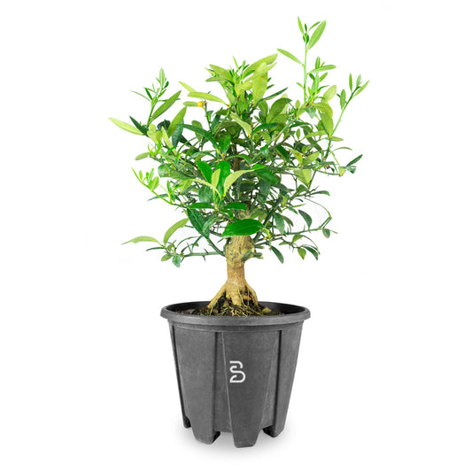 Prebonsai Citrus Kinzu 12 anni