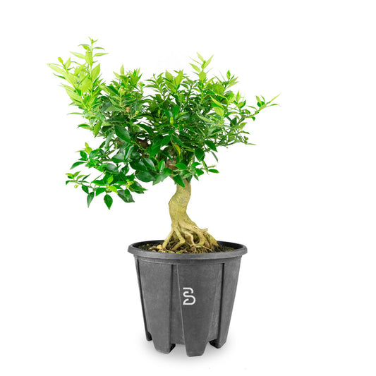 Prebonsai citrus myrtifolia | Età 15 anni