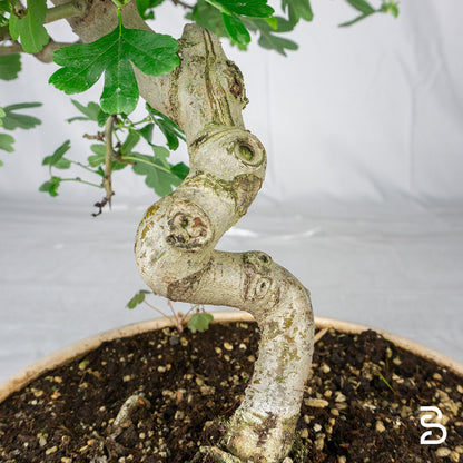 Prebonsai Crataegus 14 anni