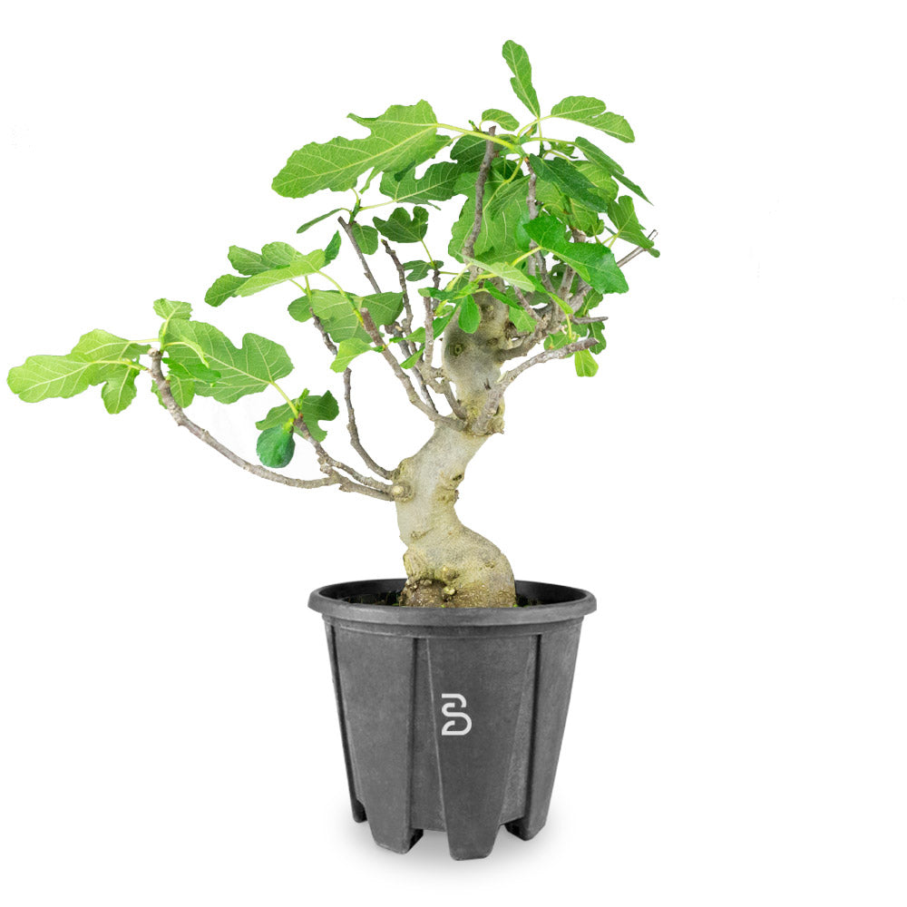 Prebonsai Ficus carica 15 anni