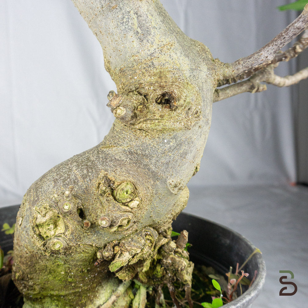 Prebonsai Ficus carica 15 anni