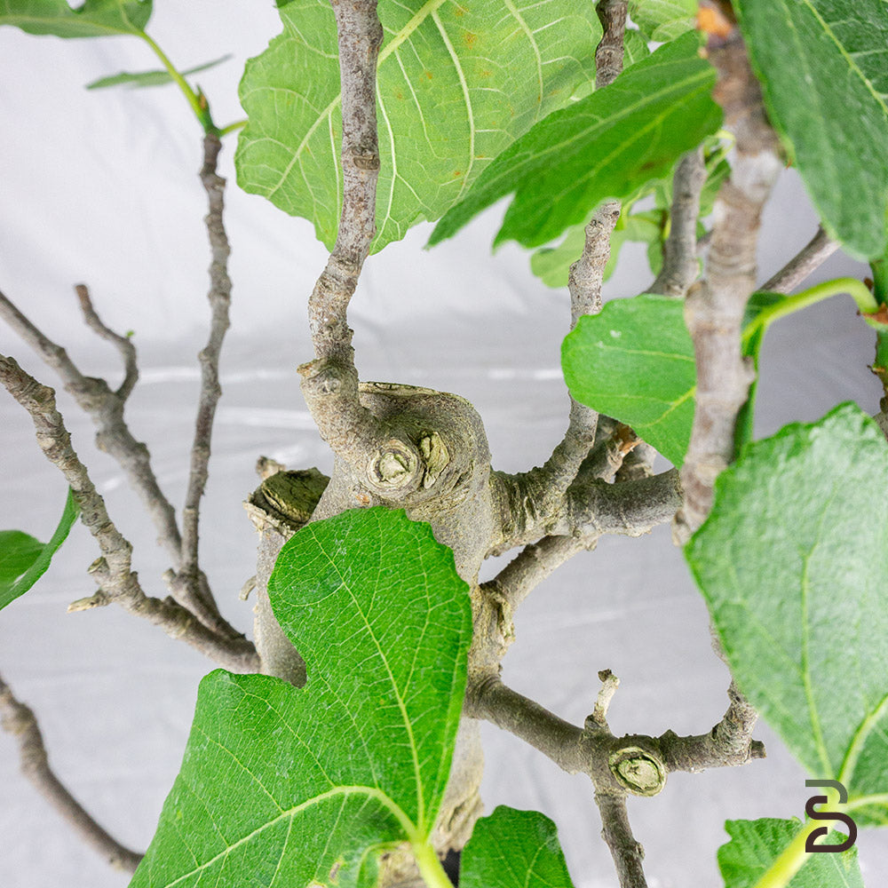 Prebonsai Ficus carica 15 anni