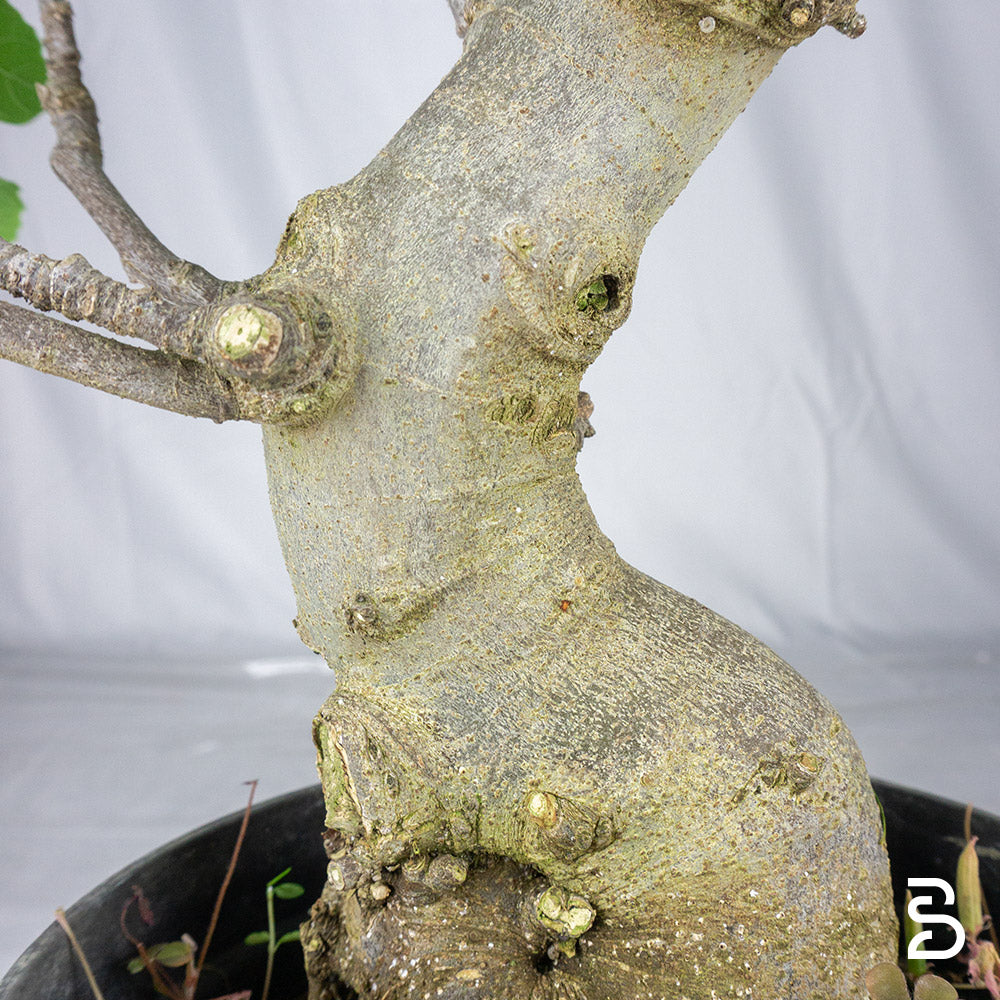 Prebonsai Ficus carica 15 anni