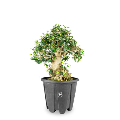 Prebonsai di Olivastro 17 anni (Olea sylvestris)