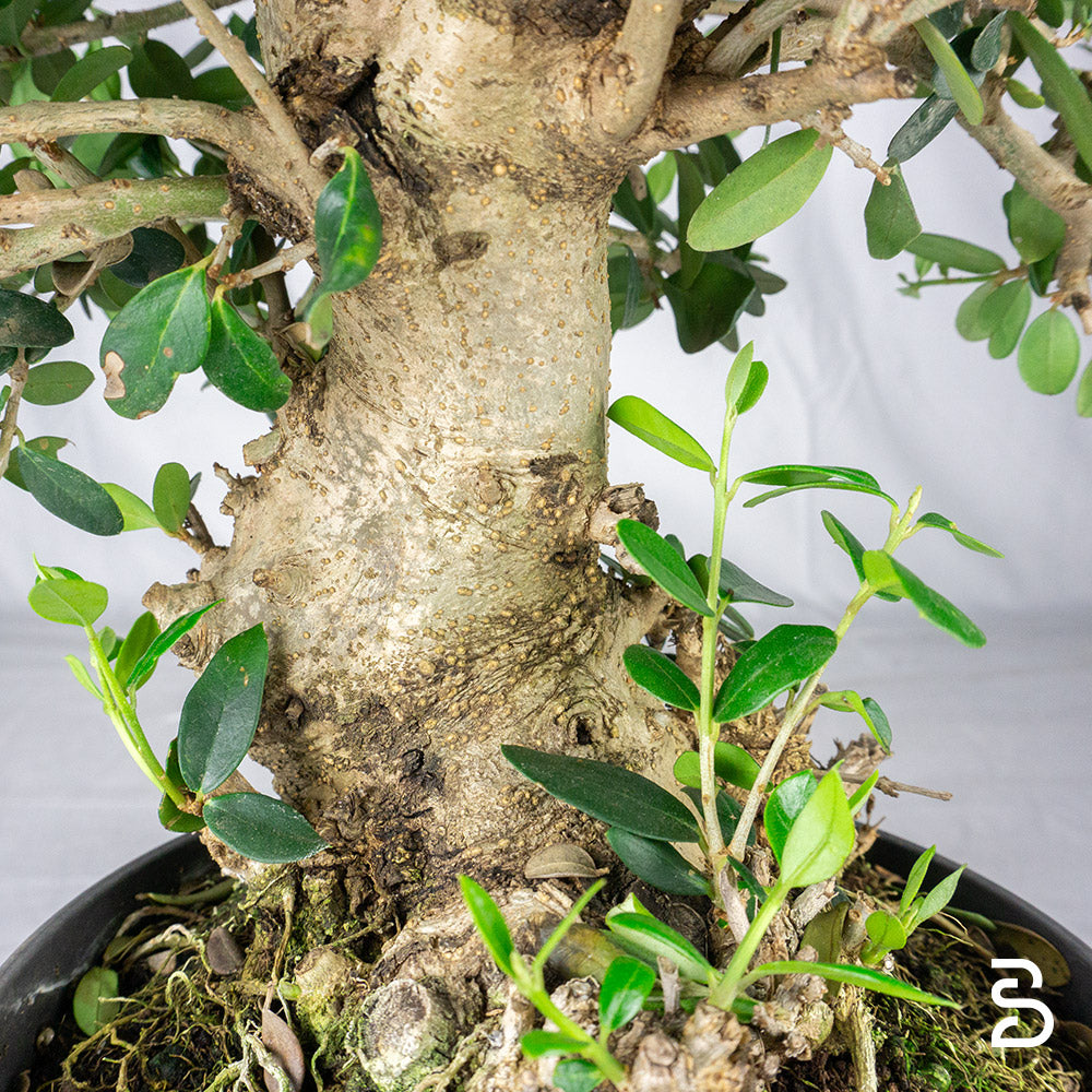 Prebonsai di Olivastro 17 anni (Olea sylvestris)