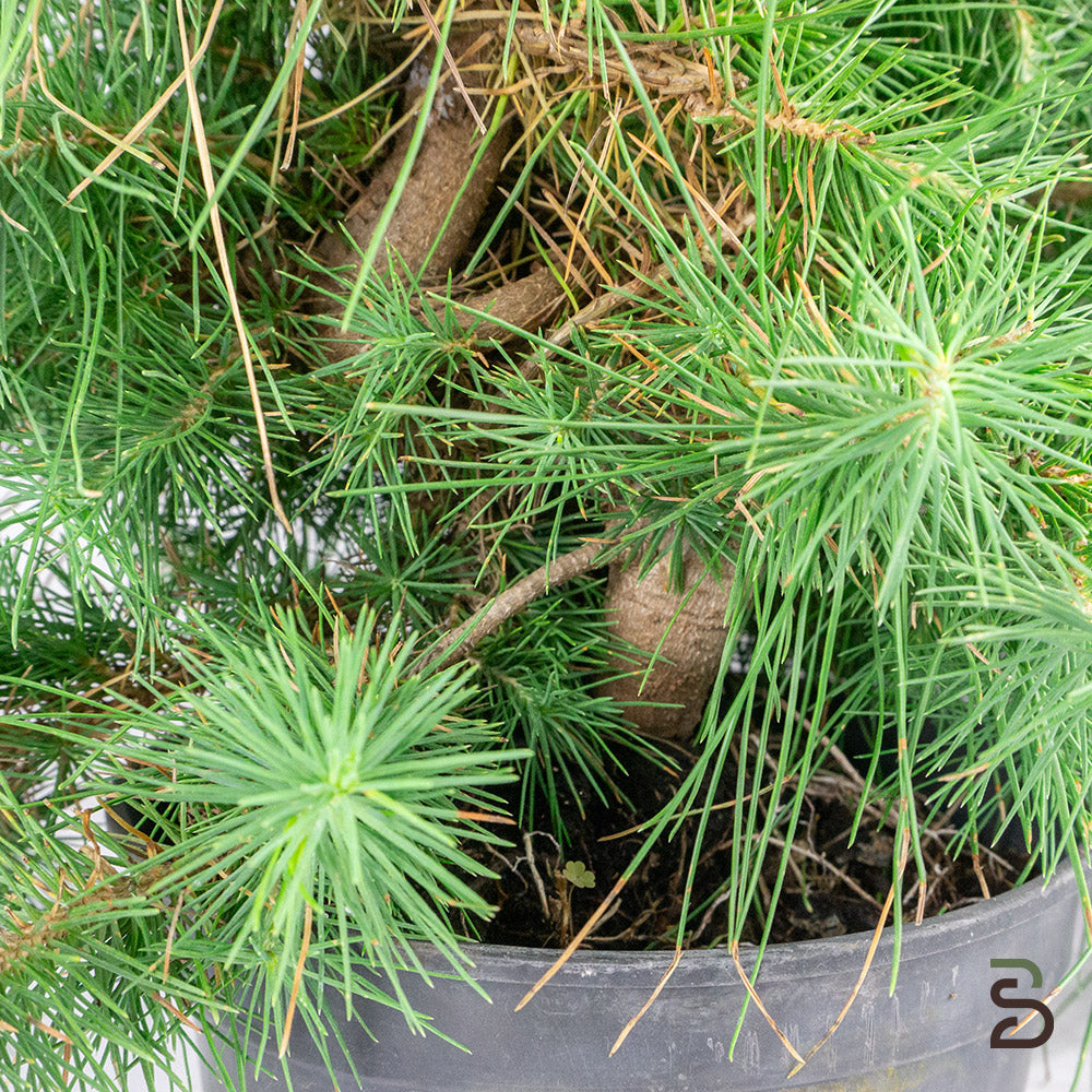 Pinus halepensis prebonsai | 8 anni