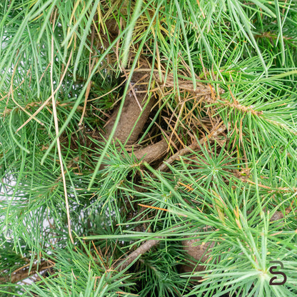 Pinus halepensis prebonsai | 8 anni