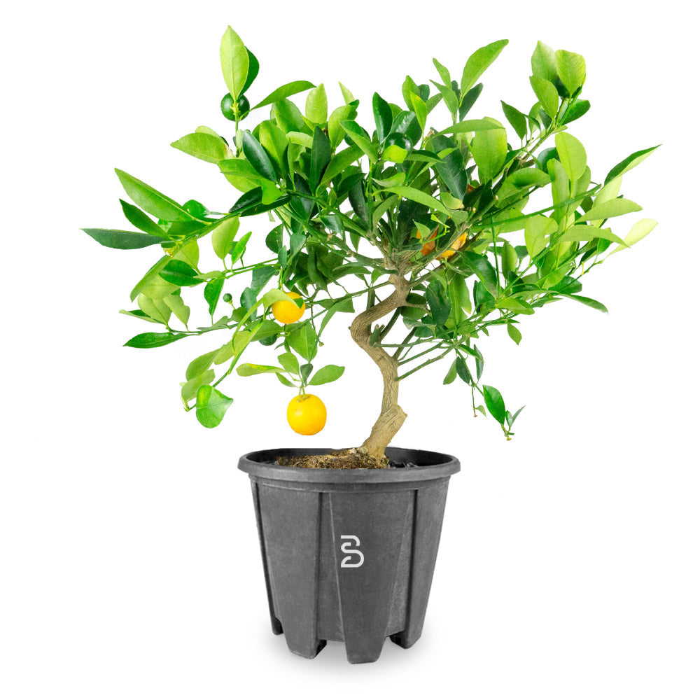 Prebonsai Citrus Kumquat 12 anni