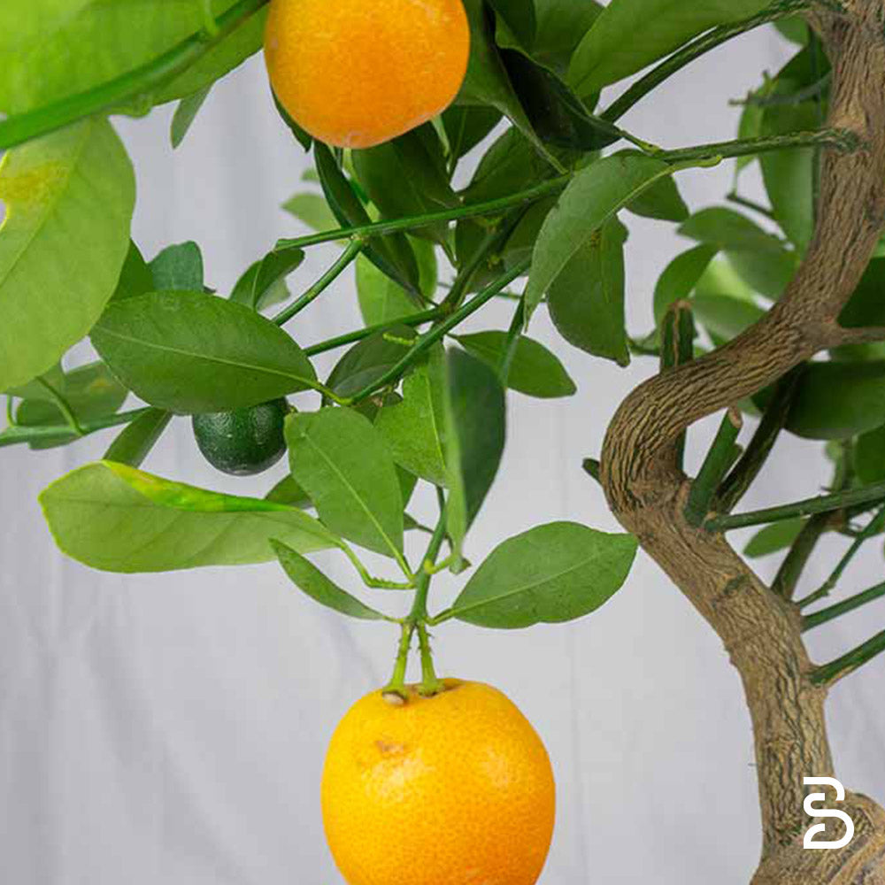 Prebonsai Citrus Kumquat 12 anni