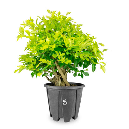 Duranta Prebonsai - 14 anni