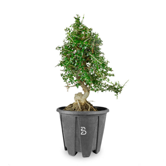 Prebonsai Olivastro 10 anni