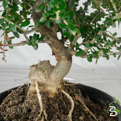 Prebonsai Olivastro 10 anni