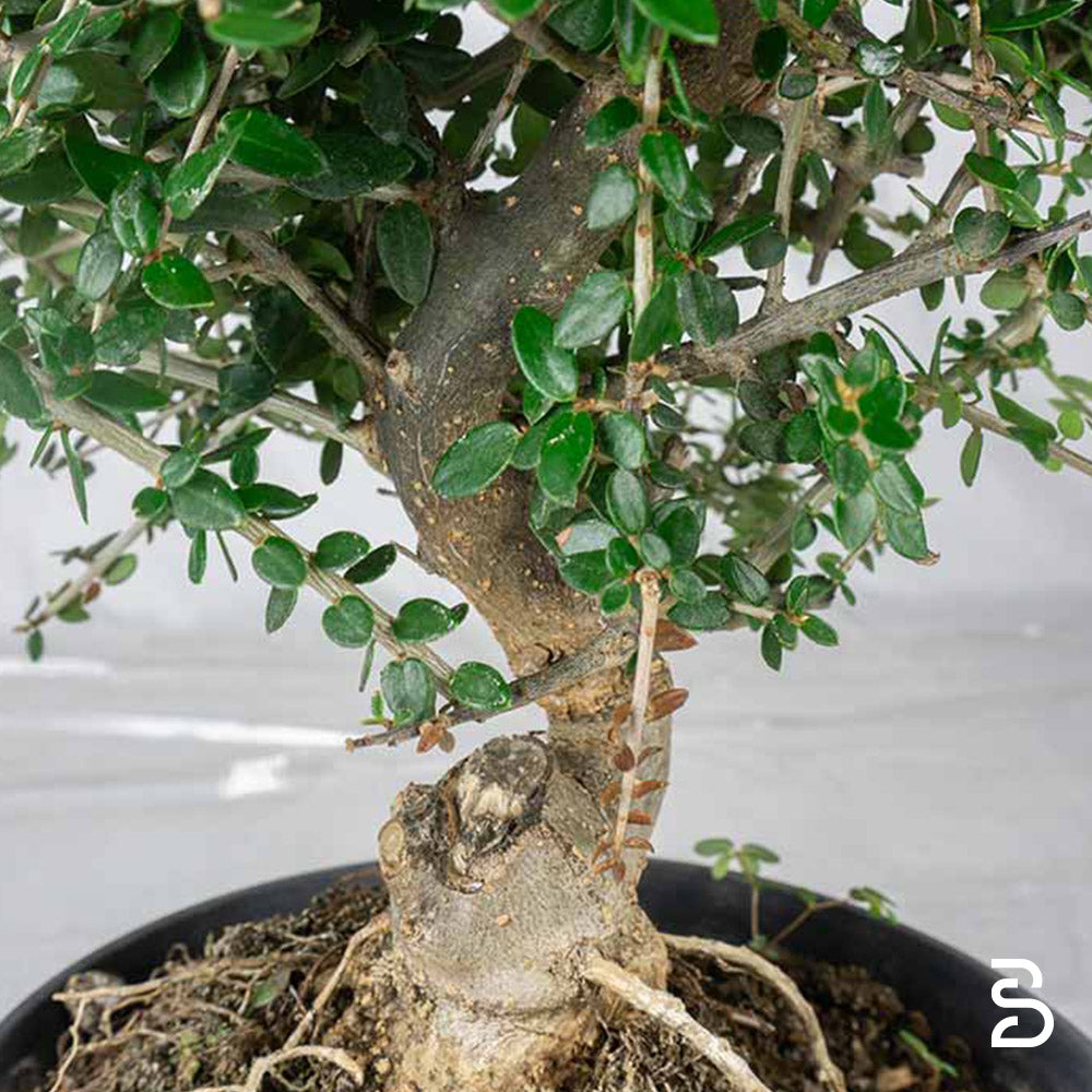 Prebonsai Olivastro 10 anni