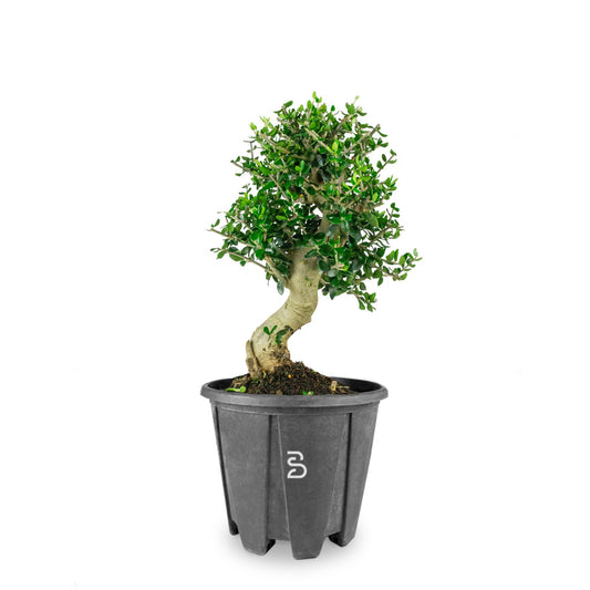 Prebonsai di Olivastro - 12 anni