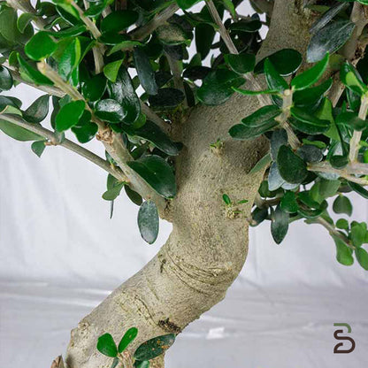 Prebonsai di Olivastro - 12 anni