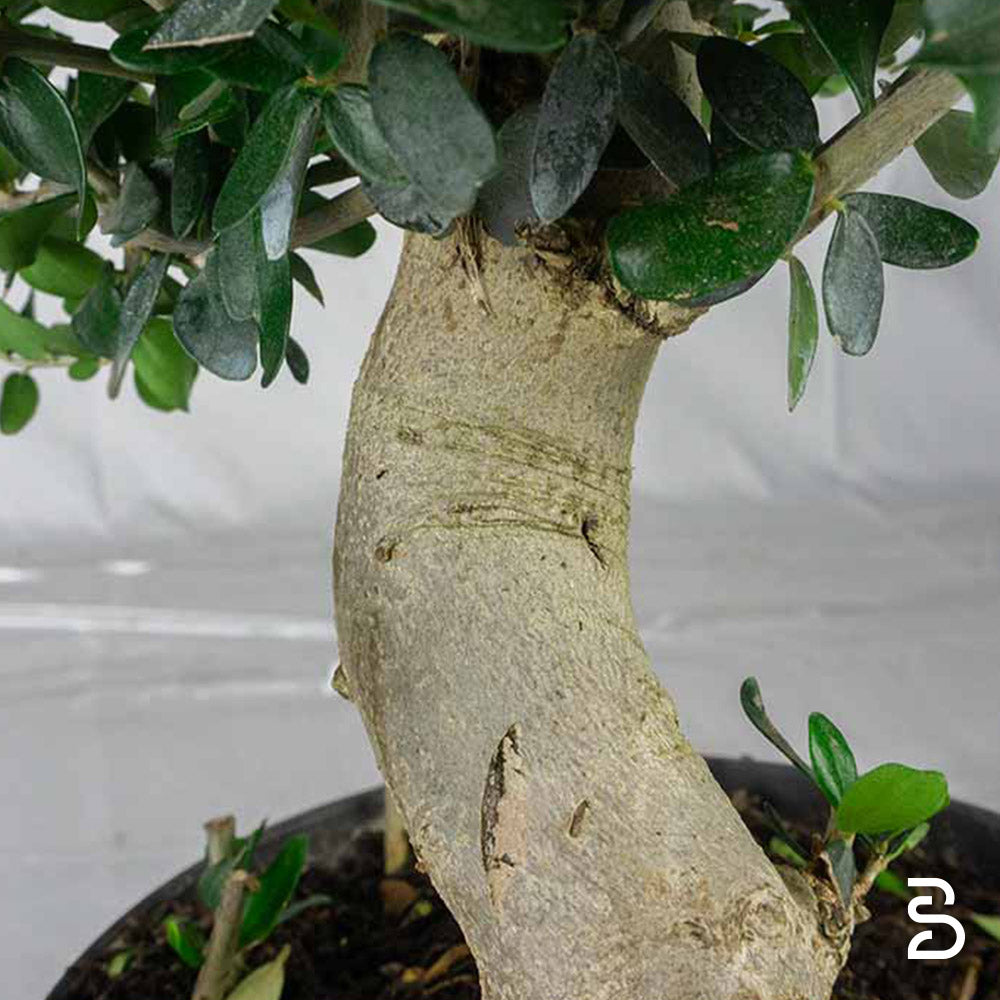 Prebonsai di Olivastro - 12 anni