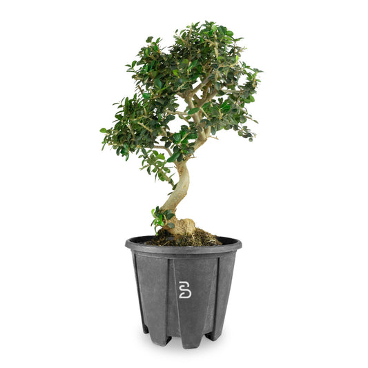 Prebonsai di Olivastro – 8 Anni