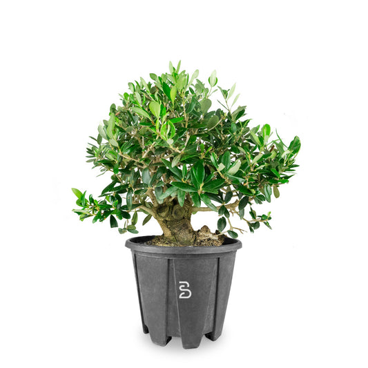 Prebonsai Olivo (Olea europea) 10 anni