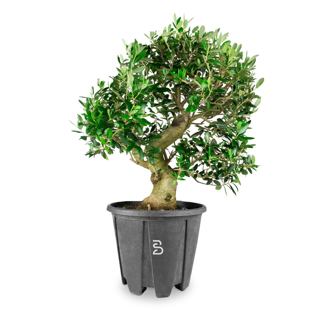 Prebonsai di Olivo – 15 Anni