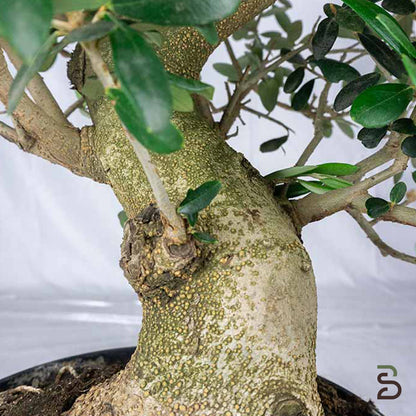 Prebonsai di Olivo – 15 Anni