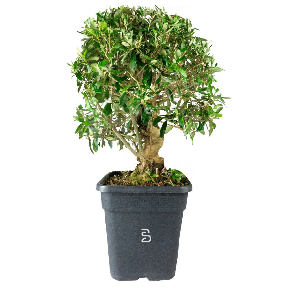 Prebonsai Olivo (Olea europea) 20 anni