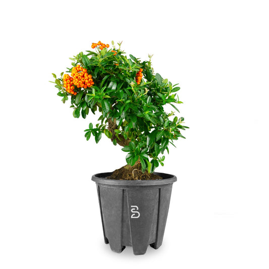 Pyracantha prebonsai - 9 Anni